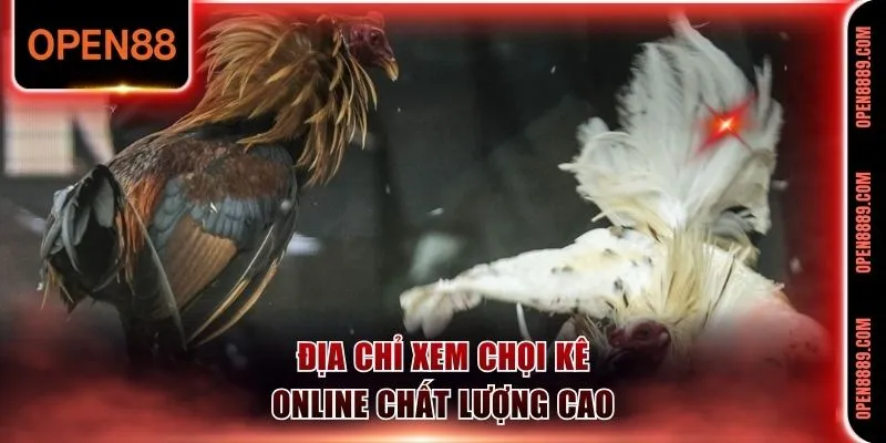 Địa chỉ xem chọi kê online chất lượng cao